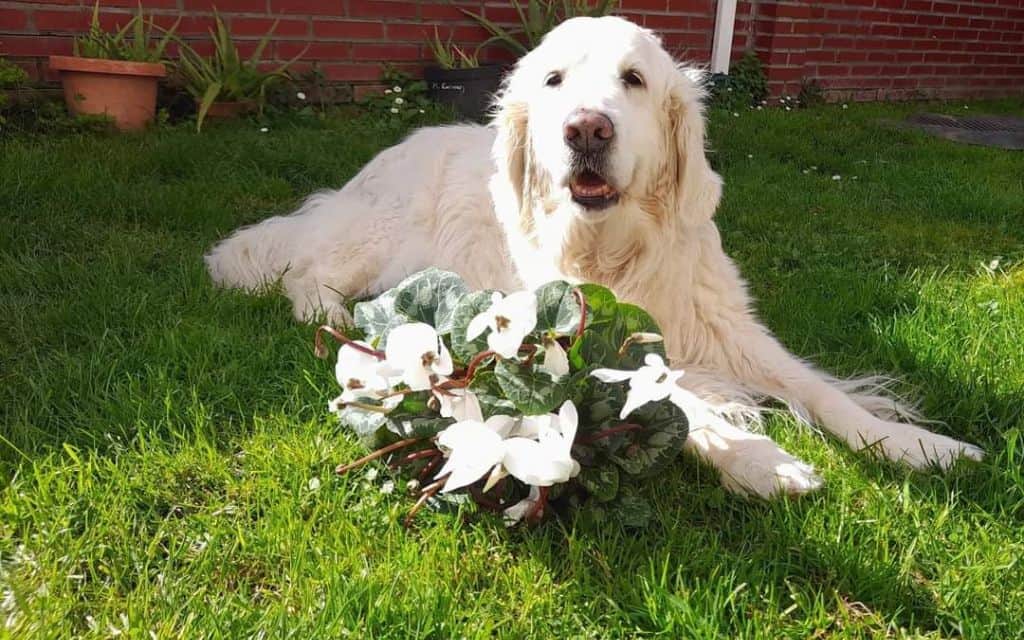 Terapia asistida con animales aplicada a la tercera edad TERAPIA ASISTIDA CON ANIMALES